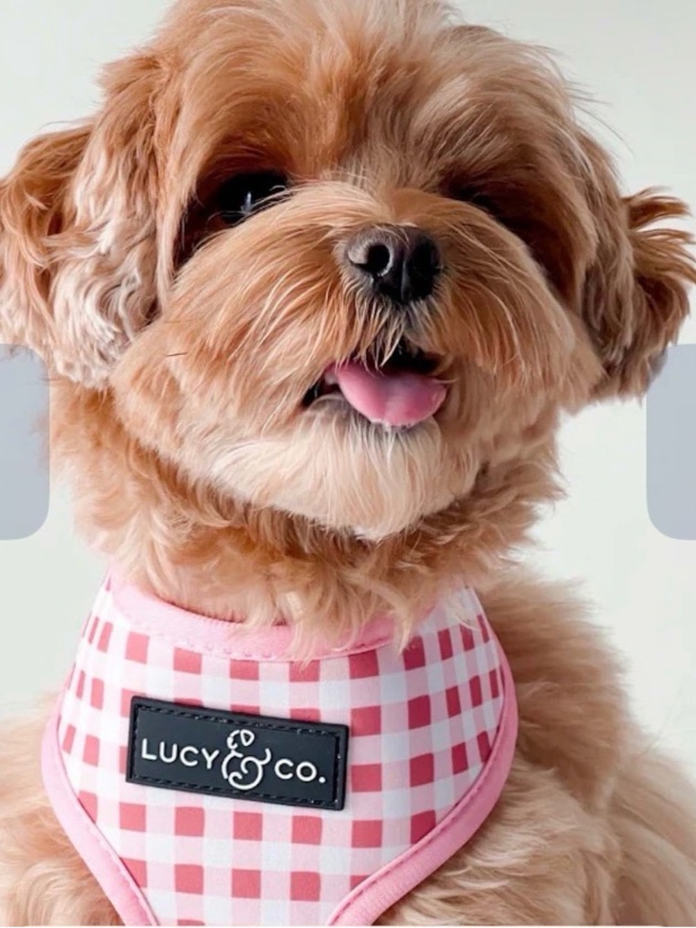 Lucy & Co. Pink Gingham Reversible Bow Dog Bandana Harness - Pink